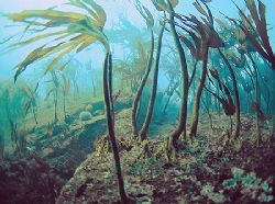 Kelp slope.
Farne Islands.
F90X 16mm. by Mark Thomas 